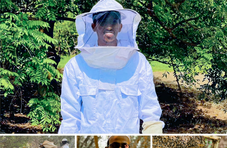 Bees, tractors and entrepreneurs: Supporting economic resilience in Somalia